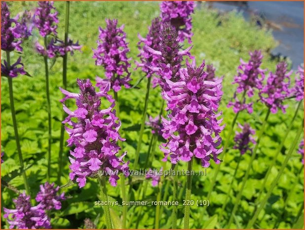 Stachys &#39;Summer Romance&#39; | Andoorn | Ziest