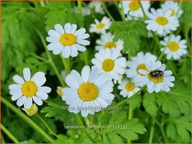 Tanacetum parthenium | Moederkruid | Mutterkraut