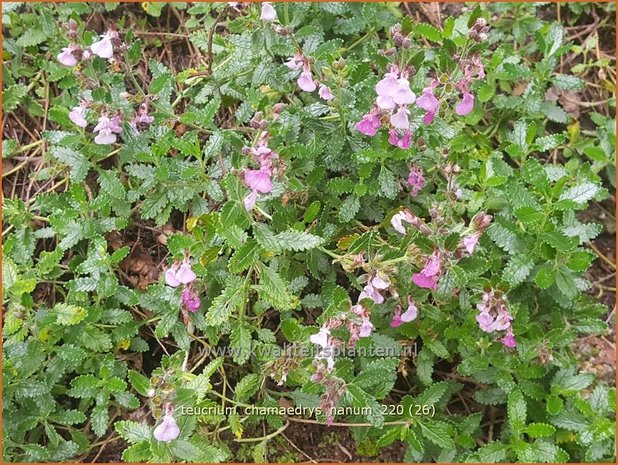 Teucrium chamaedrys &#39;Nanum&#39; | Echte gamander, Muurgamander, Gamander | Echter Gamander