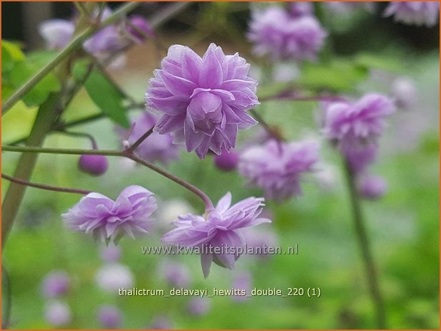 Thalictrum delavayi &#39;Hewitt&#39;s Double&#39; | Chinese ruit, Ruit | Delavays Wiesenraute