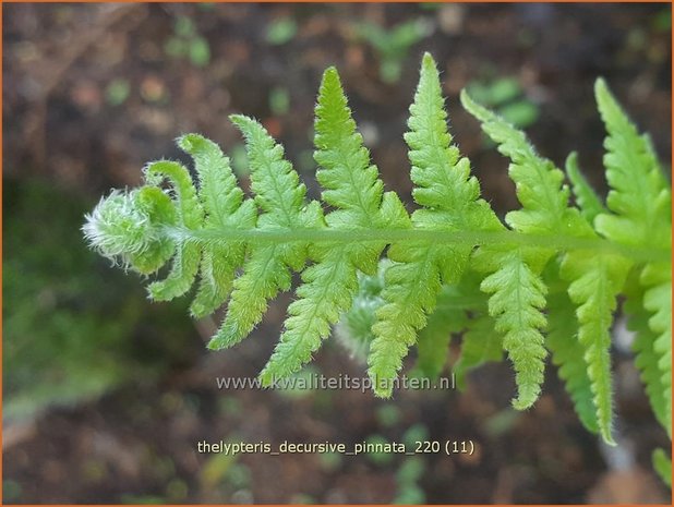 Thelypteris decursive-pinnata | Moerasvaren | Tausendfüßlerfarn