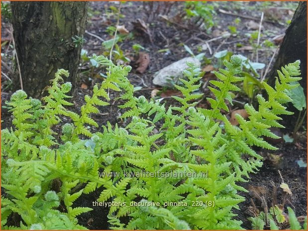 Thelypteris decursive-pinnata | Moerasvaren | Tausendfüßlerfarn