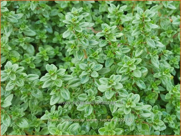 Thymus citriodorus &#39;Lemon Supreme&#39; | Citroentijm, Tijm | Zitronen-Thymian