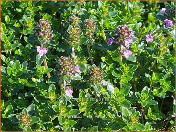 Thymus praecox &#39;Hall&#39;s Variety&#39; | Kruiptijm, Tijm | Niedergestreckter Thymian
