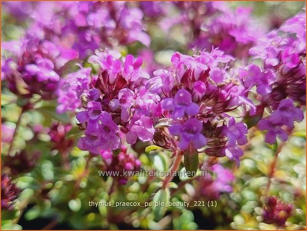 Thymus praecox 'Purple Beauty' | Kruiptijm, Tijm | Niedergestreckter Thymian