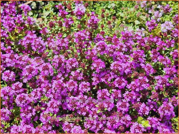 Thymus praecox 'Purple Beauty' | Kruiptijm, Tijm | Niedergestreckter Thymian
