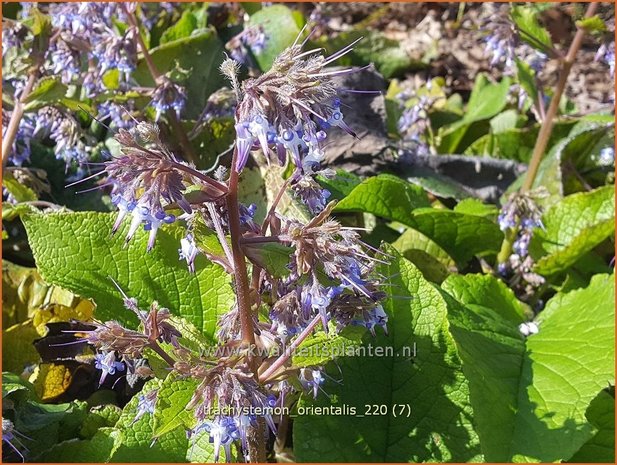 Trachystemon orientalis | Oriëntaals komkommerkruid | Rauling