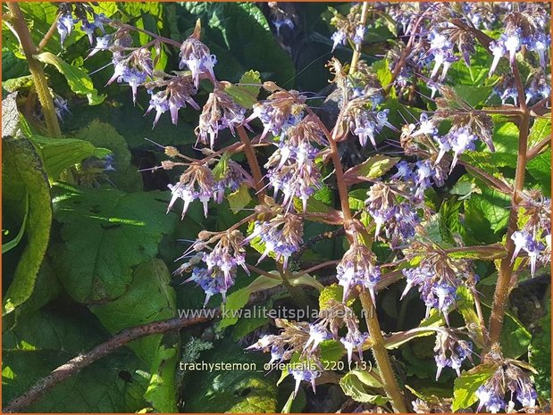 Trachystemon orientalis | Oriëntaals komkommerkruid | Rauling