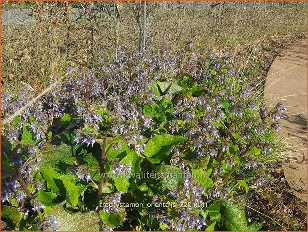 Trachystemon orientalis | Oriëntaals komkommerkruid | Rauling