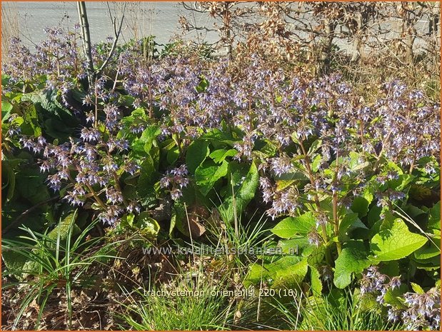 Trachystemon orientalis | Oriëntaals komkommerkruid | Rauling