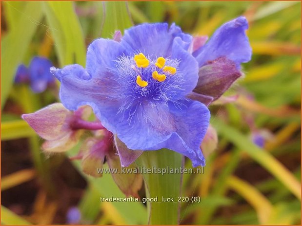 Tradescantia &#39;Good Luck&#39; | Eendagsbloem, Vaderplant, Matrozensla | Dreimasterblume