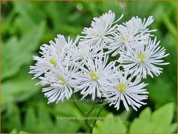 Trautvetteria caroliniensis | Waldraute