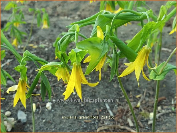Uvularia grandiflora | Huigkruid, Treurklokje, Feestklokje | Hänge-Goldglocke