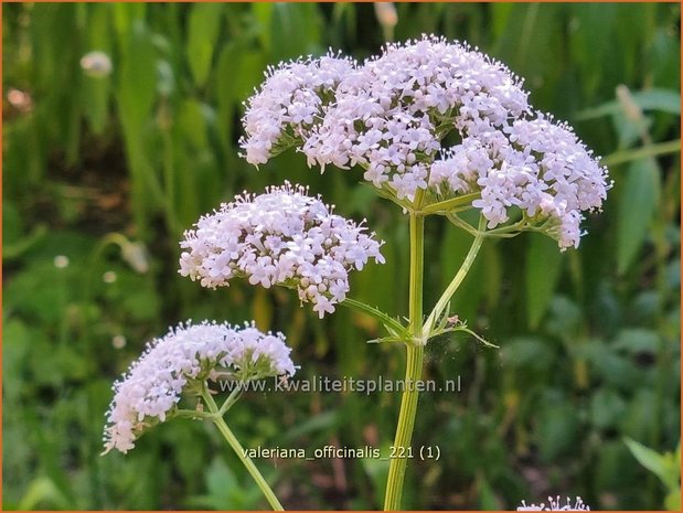 Valeriana officinalis | Valeriaan | Arznei-Baldrian