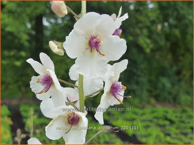 Verbascum blattaria 'Albiflorum' | Mottenkruid, Toorts | Mottenkönigskerze