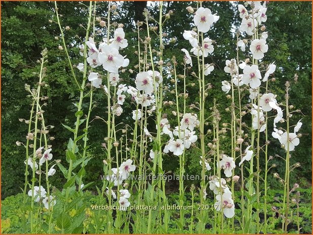Verbascum blattaria 'Albiflorum' | Mottenkruid, Toorts | Mottenkönigskerze