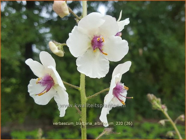 Verbascum blattaria 'Albiflorum' | Mottenkruid, Toorts | Mottenkönigskerze