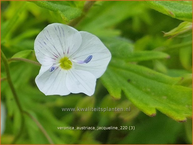 Veronica austriaca 'Jacqueline' | Brede ereprijs, Ereprijs | Österreichischer Ehrenpreis
