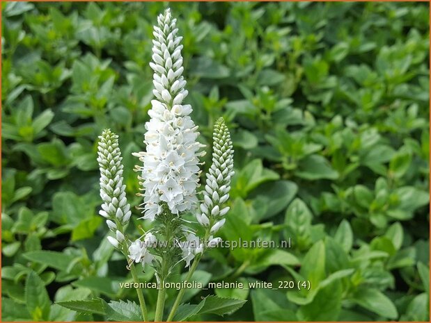 Veronica longifolia &#39;Melanie White&#39; | Lange ereprijs, Ereprijs | Langblättriger Ehrenpreis