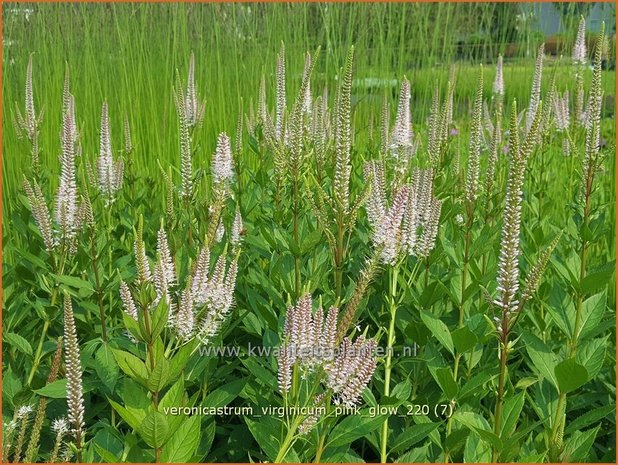 Veronicastrum virginicum 'Pink Glow' | Virginische ereprijs, Zwarte ereprijs, Naaldereprijs | Kandelaberehrenpr