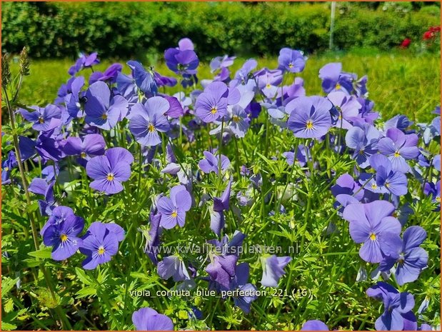Viola cornuta 'Blue Perfection' | Hoornviooltje, Viooltje | Hornveilchen