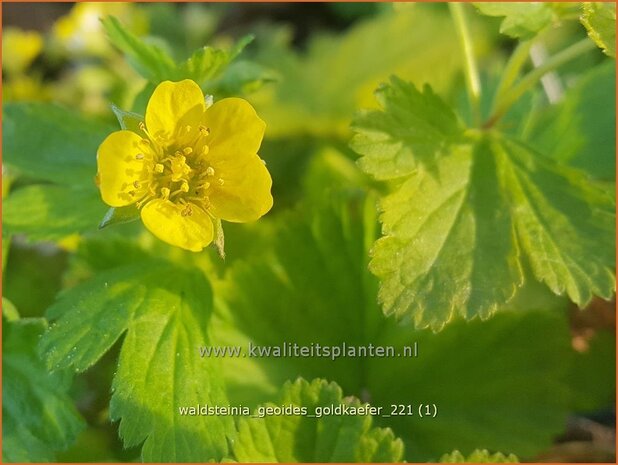Waldsteinia geoides 'Goldkäfer' | Gele aardbei, Goudaardbei | Hohe Golderbeere