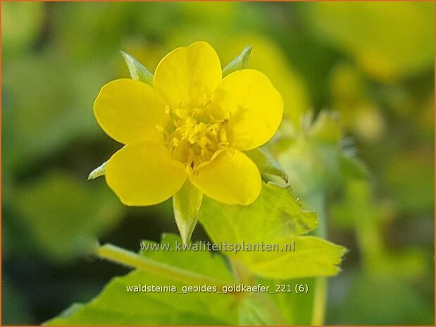 Waldsteinia geoides 'Goldkäfer' | Gele aardbei, Goudaardbei | Hohe Golderbeere