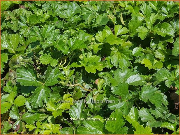 Waldsteinia ternata | Gele aardbei, Goudaardbei | Dreiblatt-Golderdbeere