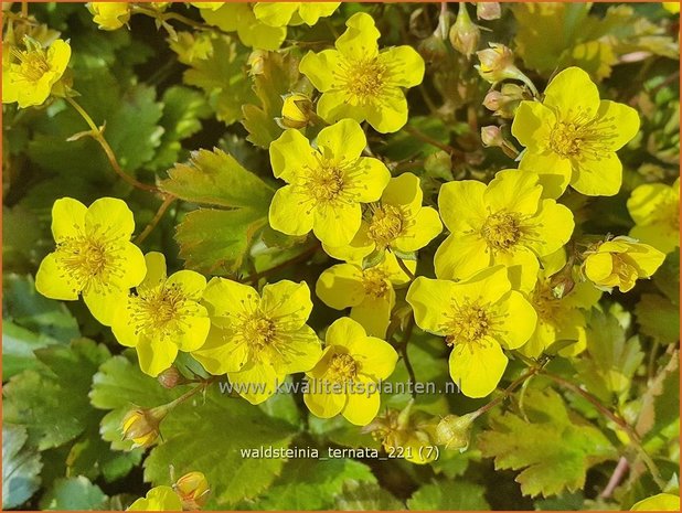 Waldsteinia ternata | Gele aardbei, Goudaardbei | Dreiblatt-Golderdbeere