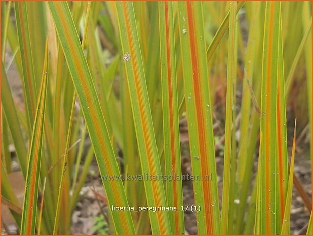 Libertia peregrinans | Nieuw-Zeelandse iris | Neuseeland Iris