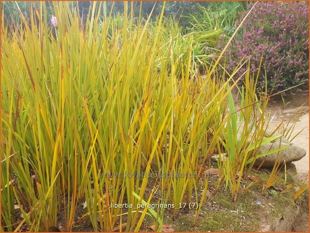 Libertia peregrinans | Nieuw-Zeelandse iris | Neuseeland Iris