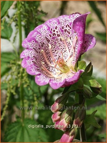 Digitalis purpurea &#x0027;Monstrosa&#x0027; | Vingerhoedskruid | Roter Fingerhut