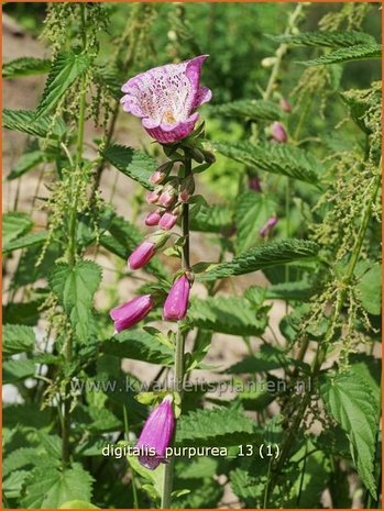 Digitalis purpurea &#x0027;Monstrosa&#x0027; | Vingerhoedskruid | Roter Fingerhut