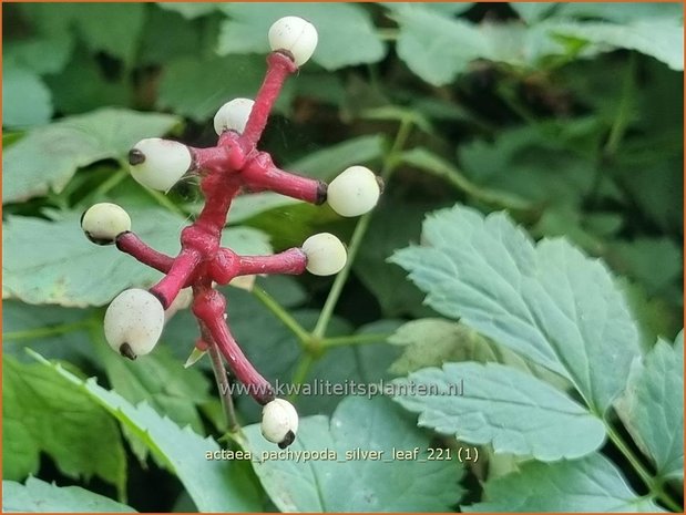 Actaea pachypoda 'Silver Leaf' | Christoffelkruid | Christophskraut