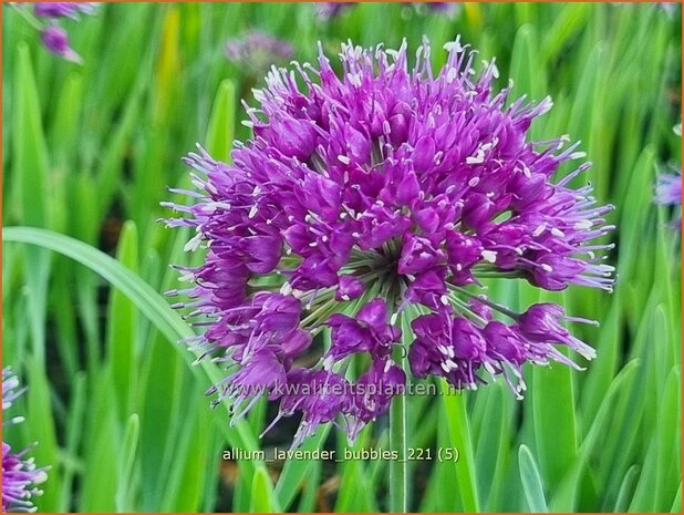 Allium 'Lavender Bubbles' | Sierui, Look | Lauch