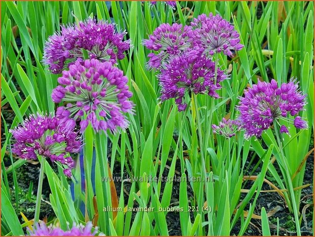 Allium 'Lavender Bubbles' | Sierui, Look | Lauch