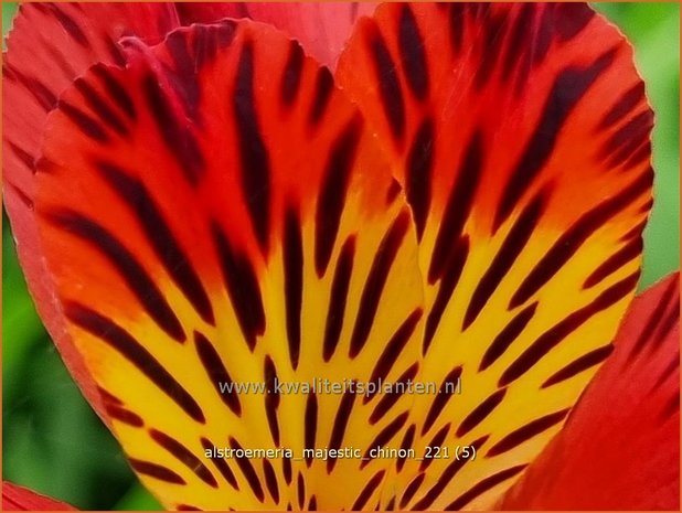 Alstroemeria 'Majestic Chinon' | Incalelie, Peruviaanse lelie | Inkalilie