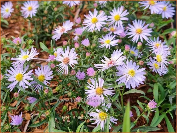 Aster 'Anja's Choice' | Aster | Aster