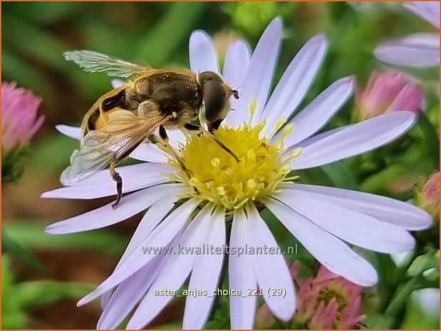 Aster 'Anja's Choice' | Aster | Aster