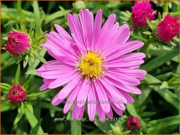 Aster novi-belgii 'Rosa Perle' | Nieuw-Nederlandse aster, Herfstaster, Aster | Glattblatt-Aster