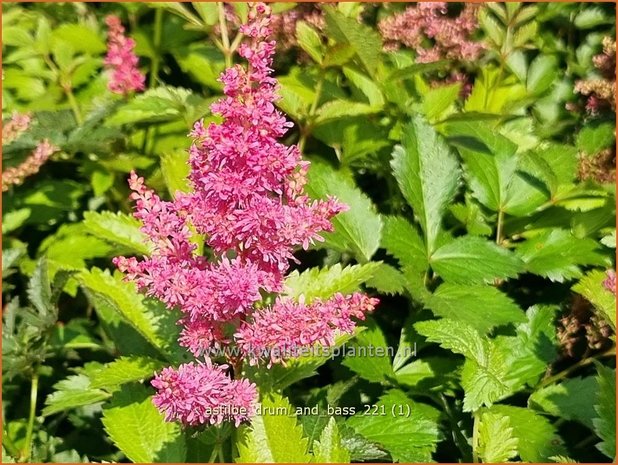 Astilbe 'Drum and Bass' | Pluimspirea, Spirea | Prachtspiere