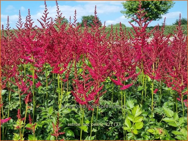 Astilbe 'Hot Pearls' | Pluimspirea, Spirea | Prachtspiere