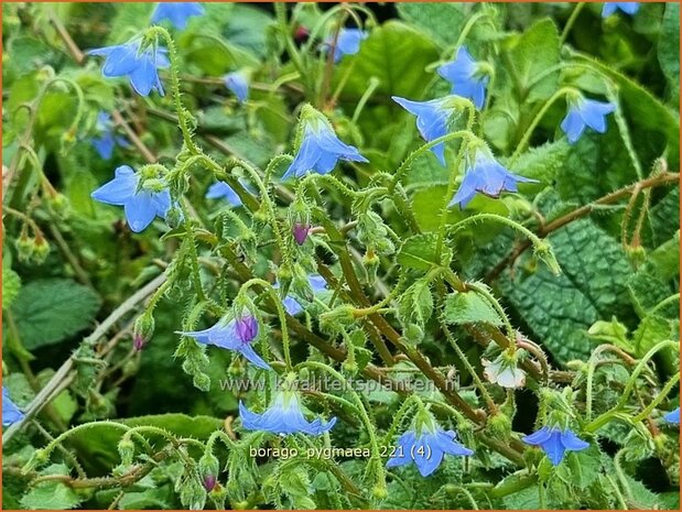 Borago pygmaea | Dwergbernagie, Bernagie | Stauden-Boretsch