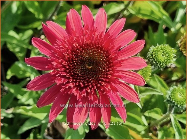 Echinacea 'Giddy Pink' | Rode zonnehoed, Zonnehoed | Roter Sonnenhut