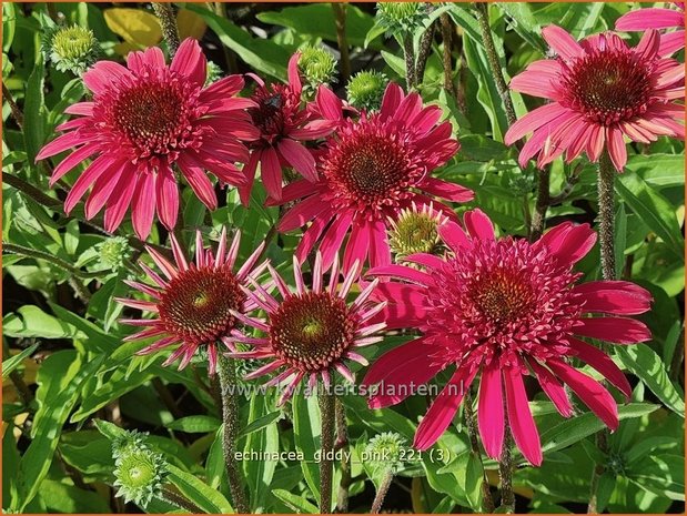Echinacea 'Giddy Pink' | Rode zonnehoed, Zonnehoed | Roter Sonnenhut