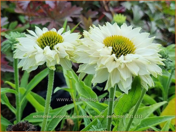 Echinacea purpurea 'Sunseekers White Perfection' | Rode zonnehoed, Zonnehoed | Roter Sonnenhut | Purple Coneflowe