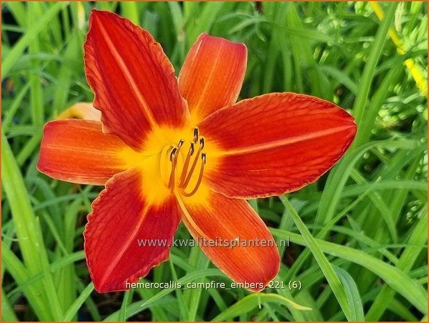 Hemerocallis 'Campfire Embers' | Daglelie | Taglilie