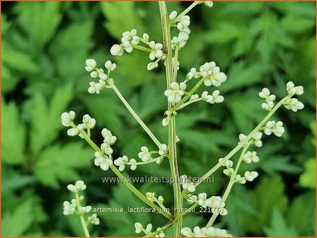 Witte bijvoet - lactiflora 'Jim Russell' - Alsem, Bijvoet - kopen KwaliteitsPlanten.nl