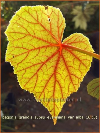 Begonia grandis subsp. evansiana var. alba | Begonia | Japanisches Schiefblatt