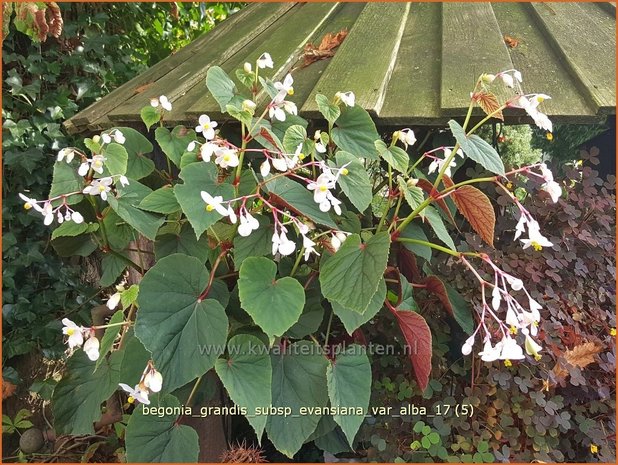 Begonia grandis subsp. evansiana var. alba | Begonia | Japanisches Schiefblatt